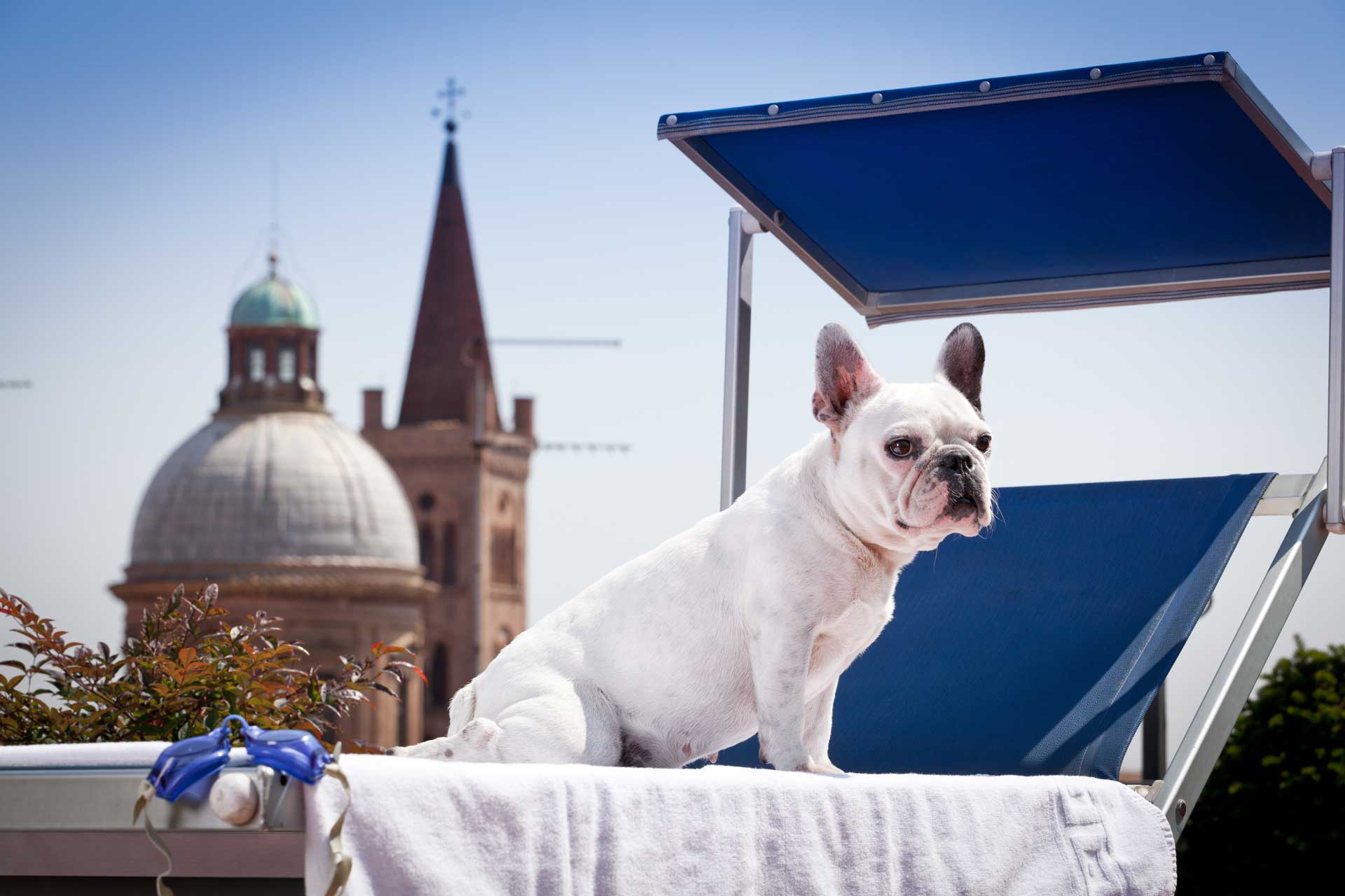 Pet friendly -  Porta il tuo amico di piccola taglia